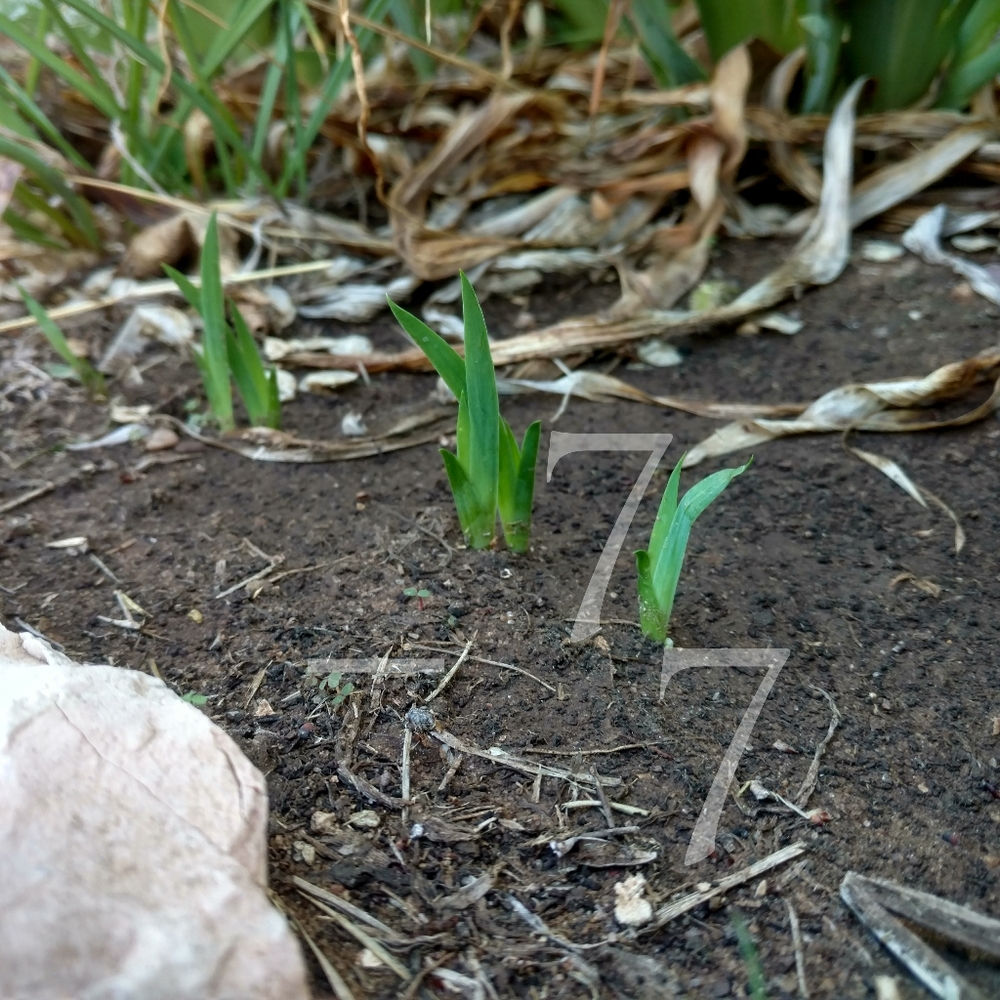 🌱  25 Mixed Tall German Bearded Iris Flower Bulb SEEDS  🌱 - Picture 5 of 9